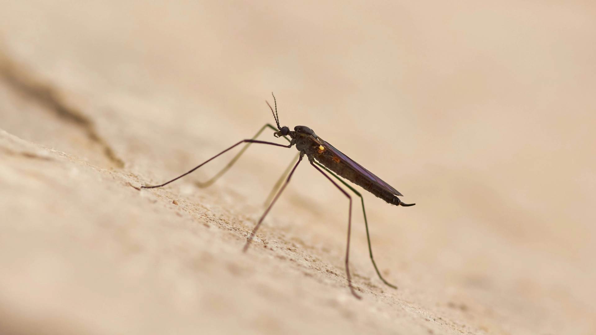 Insektenschutz-WERDER-Thurgau-Insektenschutzgitter
